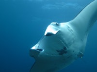 a manta ray swimming in the ocean